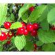  Cherries and sweet cherries Hairy seedling in a 15-20 cm root ball