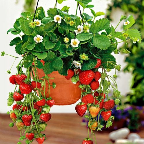  Wild strawberries and Ostara strawberry seedlings in container 0.5-1l 15-20 cm