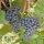 Rondo vine, seedling in 1-2l container, 15-20 cm
