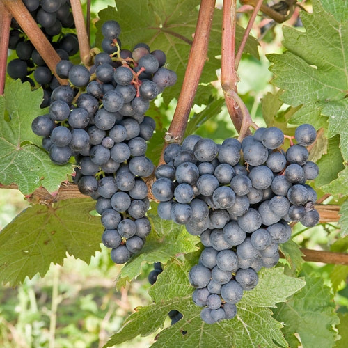  Rondo vine, seedling in 1-2l container, 15-20 cm