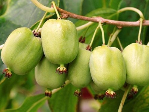  MINI KIWI Actinidia ISSAI Self-pollinating hermaphrodite