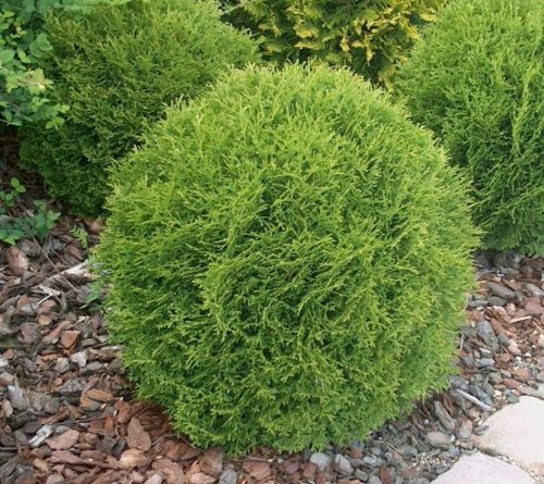  THUJA DANICA THUJA spherical, dense BALL flowerpot