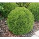  THUJA DANICA THUJA spherical, dense BALL flowerpot