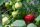  Pandora wild strawberries and strawberries, seedling in container up to 0.5l, 15-20 cm