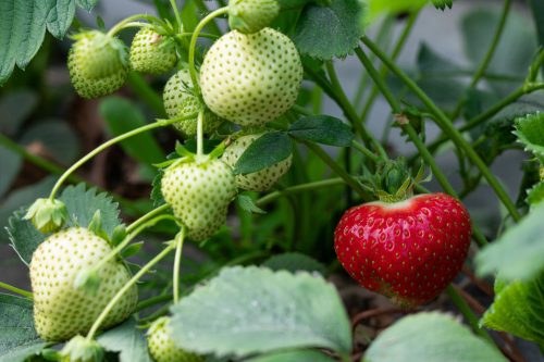  Pandora wild strawberries and strawberries, seedling in container up to 0.5l, 15-20 cm