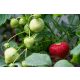  Pandora wild strawberries and strawberries, seedling in container up to 0.5l, 15-20 cm