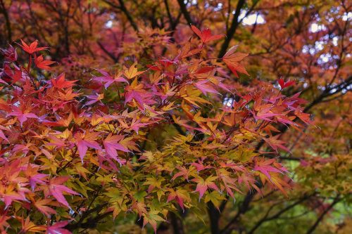  Colorful maple leaves of the palm, extremely decorative