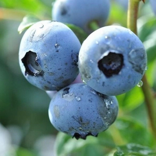  Blueberry and Duke blueberry seedling in a 2-3 l container, 15-20 cm