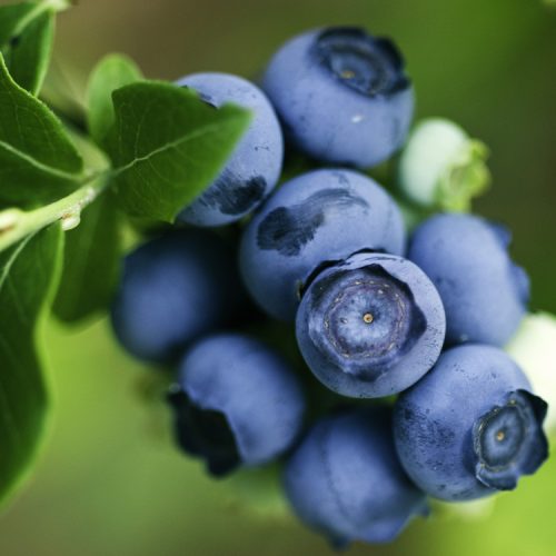  Blueberry and Chandler blueberry seedling in a 1-2 l container, 15-20 cm