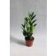  ZAMIOCULCAS (ZAMIOCULCAS) VERY BEAUTIFUL