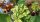  White hydrangeas, seedlings in 2-3 liter containers, 20-50 cm