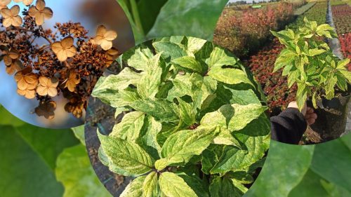  White hydrangeas, seedlings in 2-3 liter containers, 20-50 cm