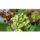  White hydrangeas, seedlings in 2-3 liter containers, 20-50 cm