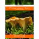  mycelium chanterelle mycorrhiza