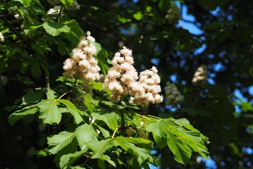  Horse Chestnut BAUMANNII WHITE INFLORATIONS