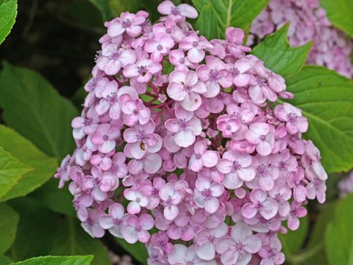  Purple, colorful, pink hydrangeas, seedling in 2-3l container, 25-35 cm