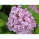  Purple, colorful, pink hydrangeas, seedling in 2-3l container, 25-35 cm