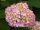  Blue, colorful, pink hydrangeas, seedling in 2-3l container, 25-35 cm