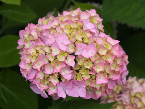  Blue, colorful, pink hydrangeas, seedling in 2-3l container, 25-35 cm