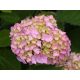  Blue, colorful, pink hydrangeas, seedling in 2-3l container, 25-35 cm