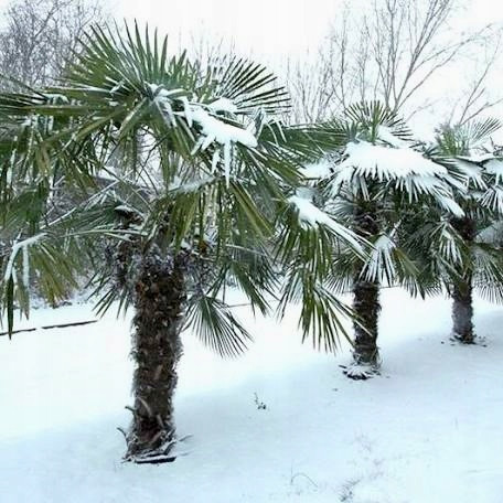  Trachycarpus Fortunei sät Polen