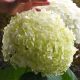  Colorful hydrangeas, seedlings in 3-5l containers, 40-60 cm