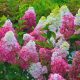  Colorful, pink hydrangeas, seedling in 0.5-1l container, 10-30 cm