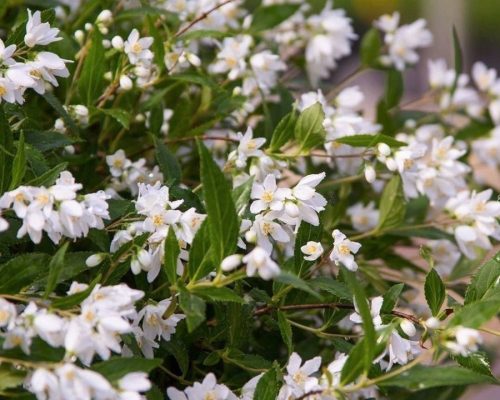  DWARF FLAKE YUKI SNOWFLAKE WHITE FLOWERS C