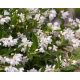  DWARF FLAKE YUKI SNOWFLAKE WHITE FLOWERS C