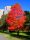  American Sweetberry Liquidambar BuntIn Autumn