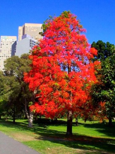  American Sweetberry Liquidambar BuntIn Autumn