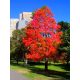  American Sweetberry Liquidambar BuntIn Autumn