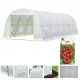 Polytunnel, panneaux en plastique Polytunnel 24 m² 800 x 300 cm blanc