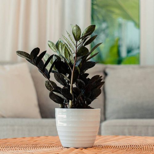  Zamioculcas Raven seedling in 1-2 liter container