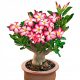  ADENIUM DESERT ROSE Adenium Obesum ADENIUM BLACK