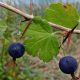  Plant mixture currant-gooseberry seedling in 1-2l container 30-70 cm