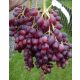  Kishmisz VELLES vine, seedling in 3-5 l container, 100-120 cm