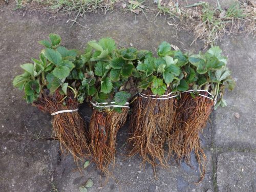  Wild strawberries and Patrycja strawberries, bare root seedling, 8-12 cm