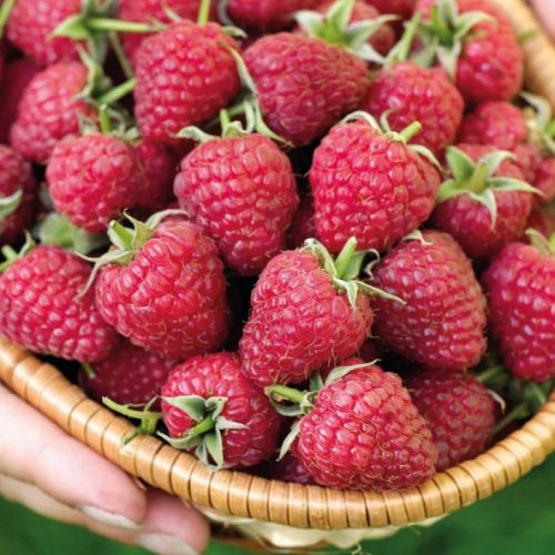  Raspberries and blackberries. Raspberry seedling in 1-2l container, 30-60 cm