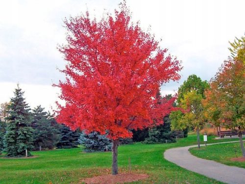  Yellow maple seedling in 1-2l container, 80-120 cm