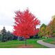  Yellow maple seedling in 1-2l container, 80-120 cm