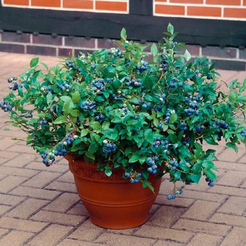  Blueberries and dwarf blueberries – seedling in 2-3 liter container, 15-35 cm