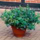  Blueberries and dwarf blueberries – seedling in 2-3 liter container, 15-35 cm