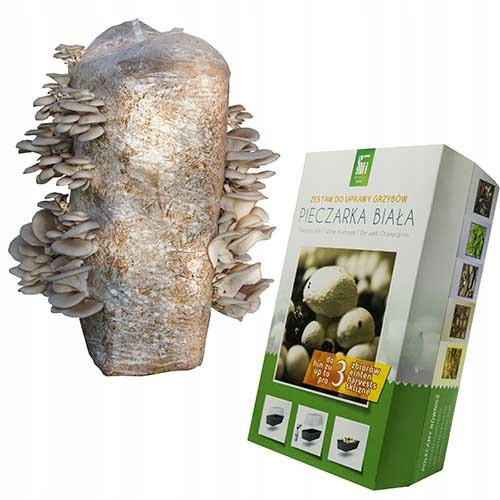  OYSTER MUSHROOMS Mycelium Balls 15 kg Oyster Mushrooms