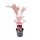  White, variegated, pink maple, seedling in 3-5l container, 40-60 cm