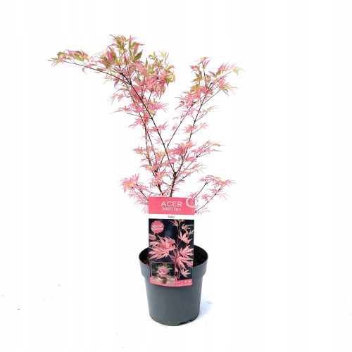  White, variegated, pink maple, seedling in 3-5l container, 40-60 cm