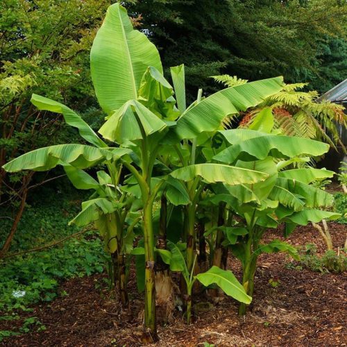  BANANA TREE MUSA BASJOO FAST GROWING SEEDING