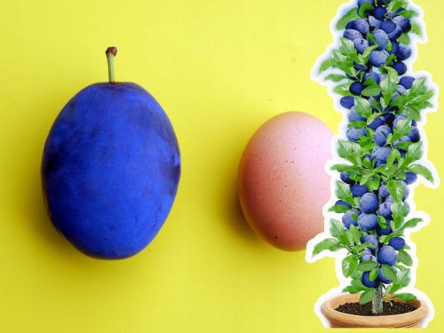  Empress plum seedlings in a 2-3 l container, 120-150 cm