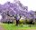  Paulownia tomentosa Emperor Tree of Happiness P9