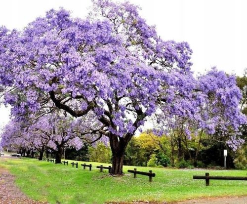  Paulownia tomentosa Emperor Tree of Happiness P9